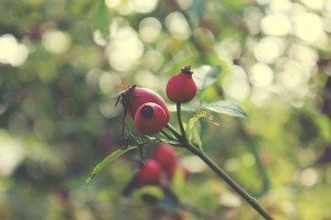 benefits of rosehip oil