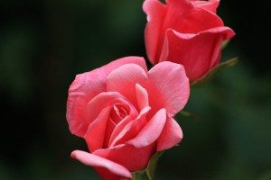 facial toner recipes