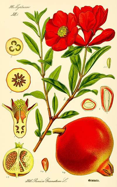 natural anti-aging ingredients
