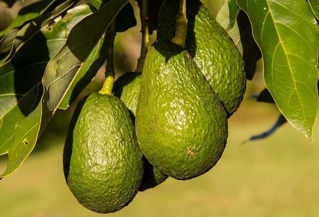 Avocado oil for dry skin