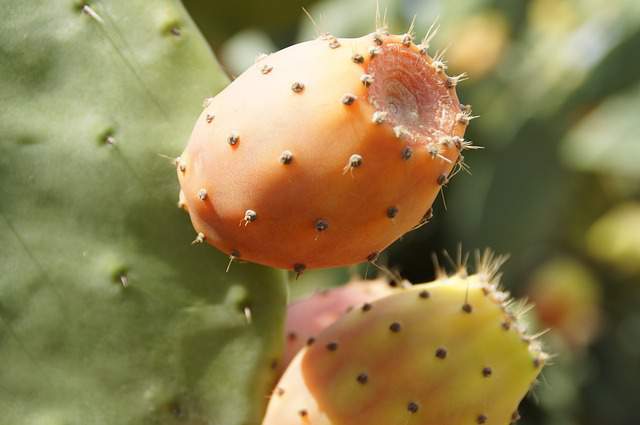 prickly pear