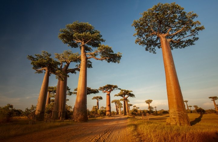 Adansonia digitata Adansonia digitata