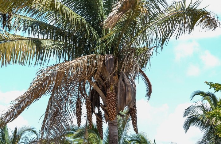 Attalea Speciosa Attalea Speciosa