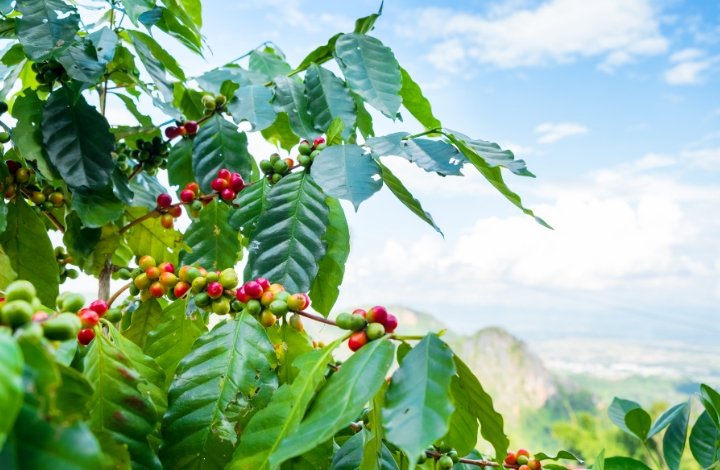 Coffea Arabica Coffea Arabica