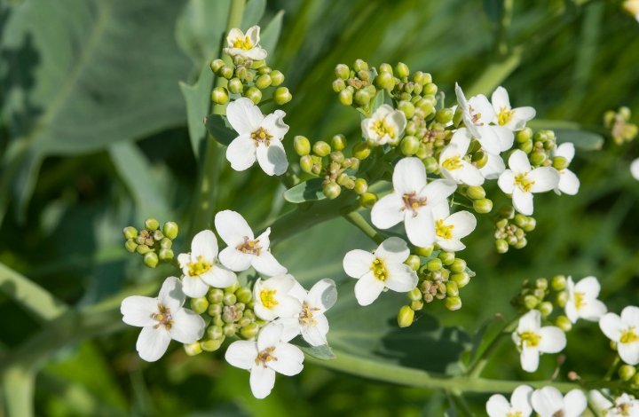 Crambe Abyssinica Crambe Abyssinica