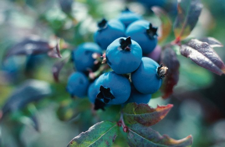blueberry seed oil blueberry seed oil