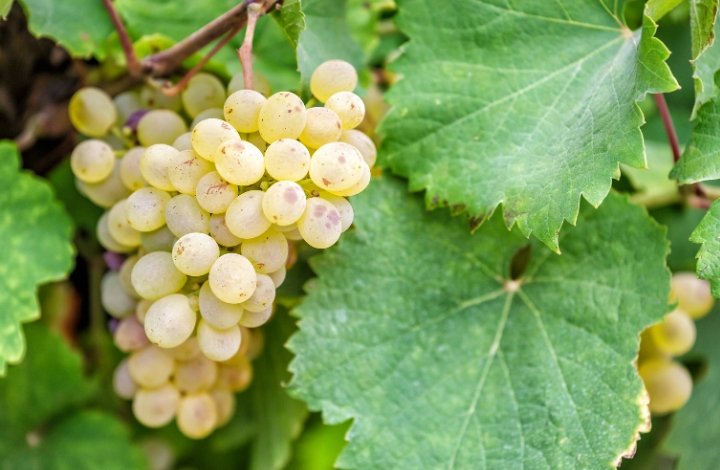 chardonnay grape chardonnay grape