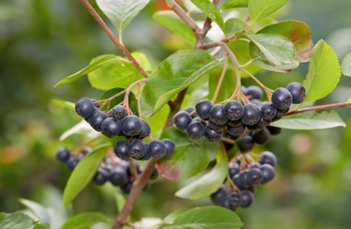 chokeberry chokeberry seed oil