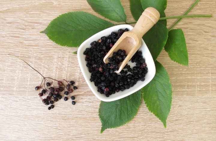 elderberry elderberry