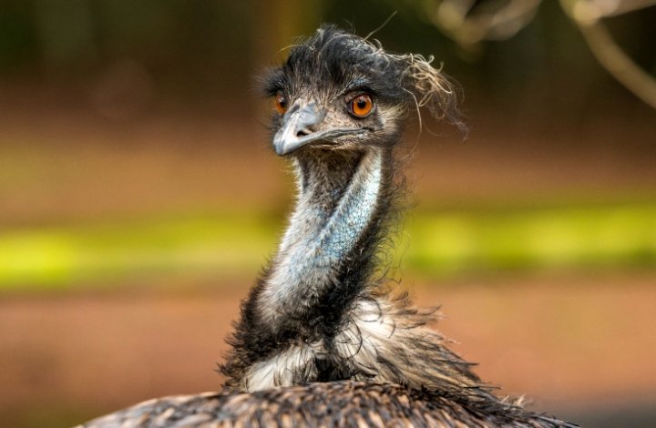 emu oil emu oil