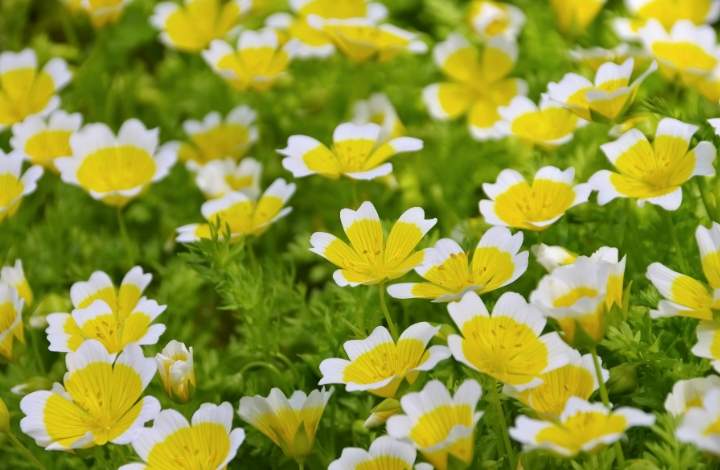 meadowfoam meadowfoam