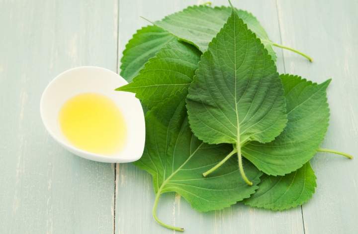 perilla seed oil perilla seed oil