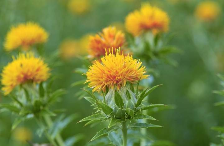 safflower safflower