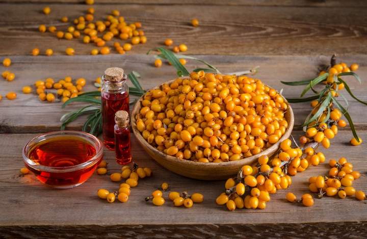 sea buckthorn sea buckthorn