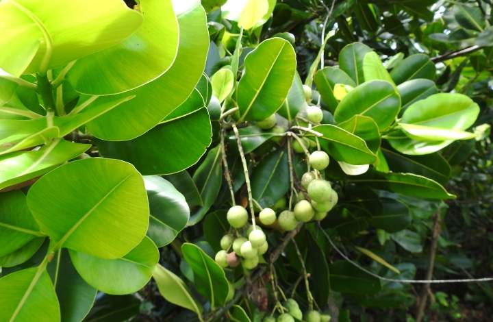 tamanu tamanu