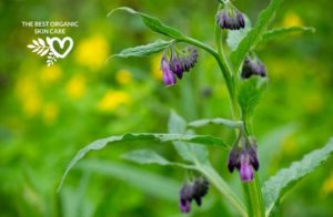 benefits of comfrey for the skin
