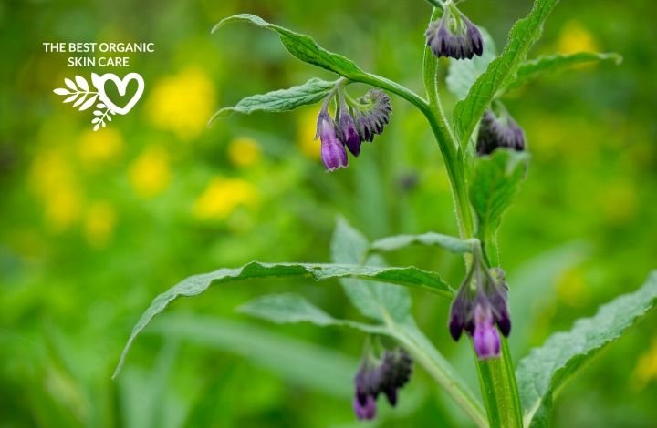 benefits of comfrey for the skin