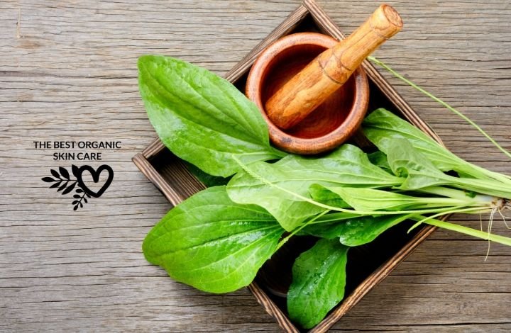 skin benefits of plantain